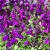Salvia greggii Violet - őszi zsálya Violet