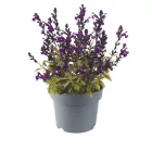 Salvia greggii Violet - őszi zsálya Violet