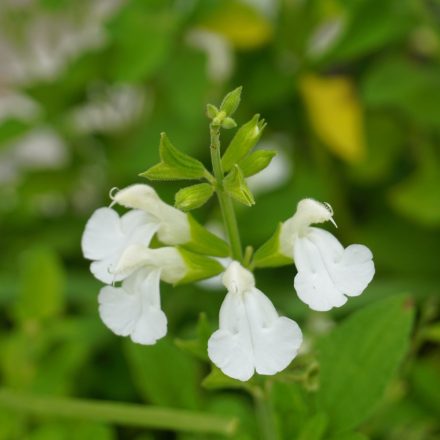 Salvia greggii White - őszi zsálya White