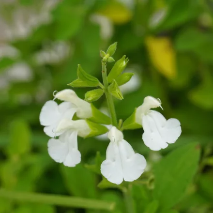 Salvia greggii White - őszi zsálya White