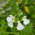 Salvia greggii White - őszi zsálya White