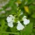 Salvia greggii White - őszi zsálya White