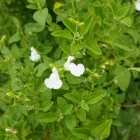 Salvia greggii White - őszi zsálya White