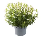 Salvia greggii White - őszi zsálya White