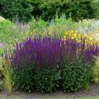 Salvia nemorosa Caradonna - ligeti zsálya