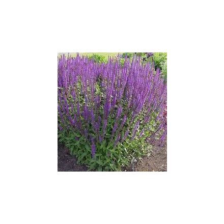Salvia nemorosa Carradonna - ligeti zsálya