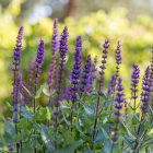 Salvia nemorosa Caradonna - ligeti zsálya