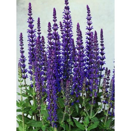 Salvia nemorosa Carradonna Compact - ligeti zsálya