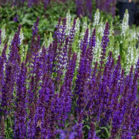 Salvia nemorosa Caradonna Compact Blue - ligeti zsálya