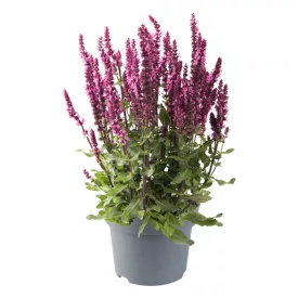 Salvia nemorosa Caradonna Compact Rose - ligeti zsálya