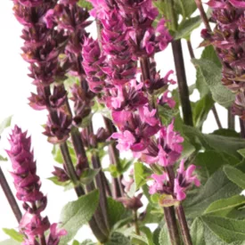 Salvia nemorosa Medium Rose - ligeti zsálya