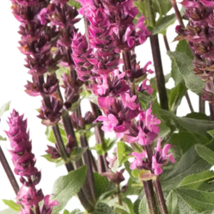 Salvia nemorosa Medium Rose - ligeti zsálya