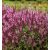 Salvia nemorosa Medium Rose - ligeti zsálya