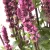 Salvia nemorosa Medium Rose - ligeti zsálya