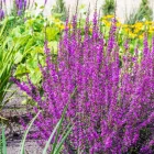 Salvia nemorosa Medium Rose - ligeti zsálya