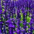 Salvia nemorosa Mainacht - ligeti zsálya