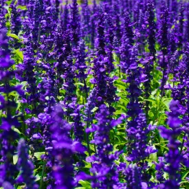 Salvia nemorosa Mainacht - ligeti zsálya