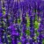 Salvia nemorosa Mainacht - ligeti zsálya