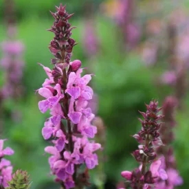 Salvia nemorosa Marvel Rose - ligeti zsálya