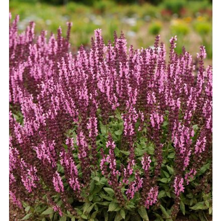 Salvia nemorosa Marvel Rose - ligeti zsálya