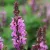 Salvia nemorosa Marvel Rose - ligeti zsálya