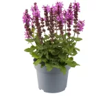 Salvia nemorosa Marvel Rose - ligeti zsálya