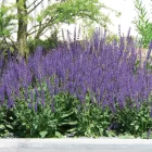 Salvia nemorosa Mainacht - ligeti zsálya