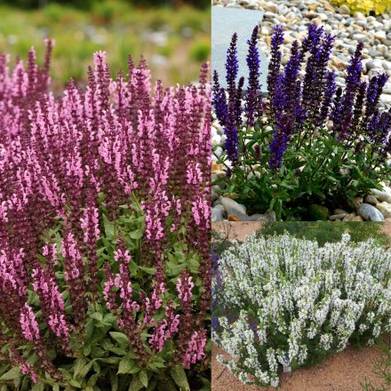 Salvia nemorosa mix - ligeti zsálya mix