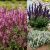 Salvia nemorosa mix - ligeti zsálya mix