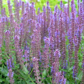 Salvia nemorosa Ostfriesland - ligeti zsálya