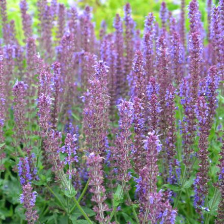 Salvia nemorosa Ostfriesland - ligeti zsálya