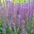 Salvia nemorosa Ostfriesland - ligeti zsálya