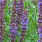 Salvia nemorosa Ostfriesland - ligeti zsálya