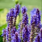 Salvia nemorosa Ostfriesland - ligeti zsálya