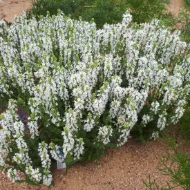 Salvia nemorosa Schneehügel - ligeti zsálya 