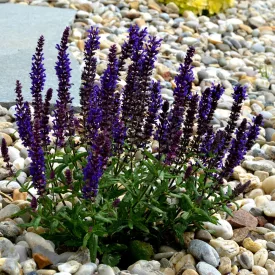 Salvia nemorosa Compact Deep Blue - ligeti zsálya