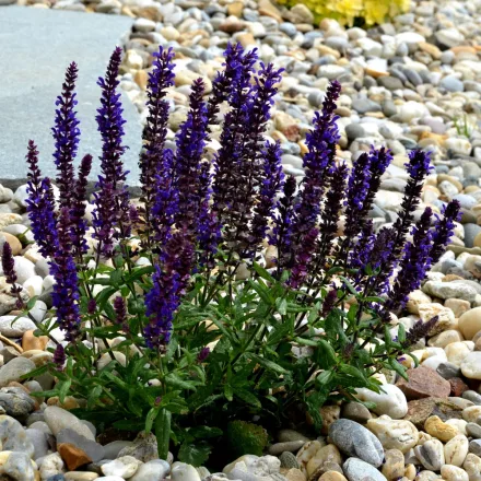 Salvia nemorosa Compact Deep Blue - ligeti zsálya