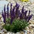 Salvia nemorosa Compact Deep Blue - ligeti zsálya