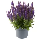 Salvia nemorosa Compact Deep Blue - ligeti zsálya