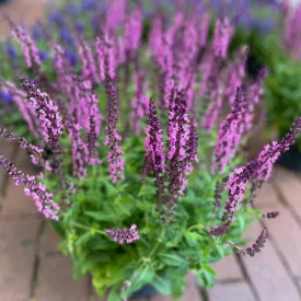 Salvia nemorosa Compact Bright Rose - ligeti zsálya