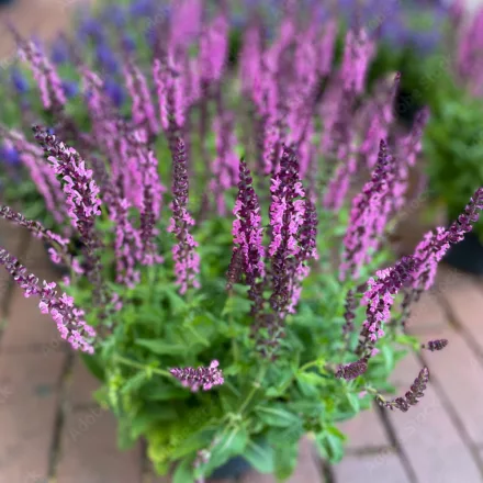 Salvia nemorosa Compact Bright Rose - ligeti zsálya