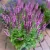 Salvia nemorosa Compact Bright Rose - ligeti zsálya