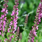 Salvia nemorosa Compact Bright Rose - ligeti zsálya