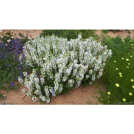 Salvia nemorosa White- ligeti zsálya