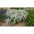 Salvia nemorosa White- ligeti zsálya