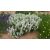 Salvia nemorosa Compact White- ligeti zsálya