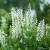 Salvia nemorosa Compact White- ligeti zsálya