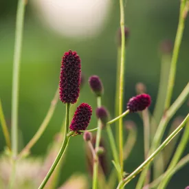 Sanguisorba officinalis Tanna - őszi vérfű
