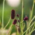 Sanguisorba officinalis Tanna - őszi vérfű
