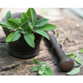 Salvia officinalis - orvosi zsálya